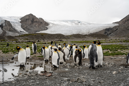 king penguins in antarctica Fortuna Bay South Georgia 2020