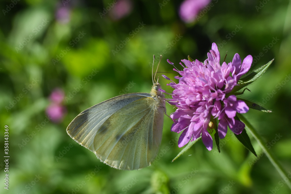 Small White butterfly, Pieris rapae, on wildflower. Beautiful butterfly on meadow Small White butterfly, Pieris rapae, on wildflower. Beautiful butterfly on meadow