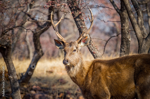 It's Deer in a reserve in Ranthambor, India photo