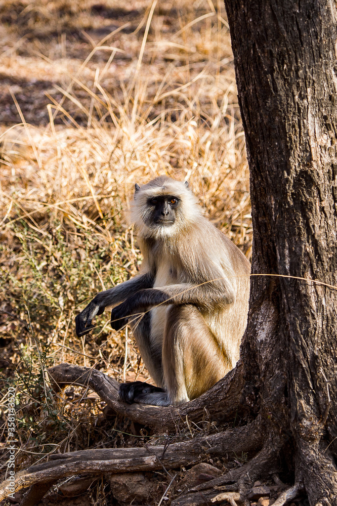It's Monkeys on in the Reserve of Ranthambor in India