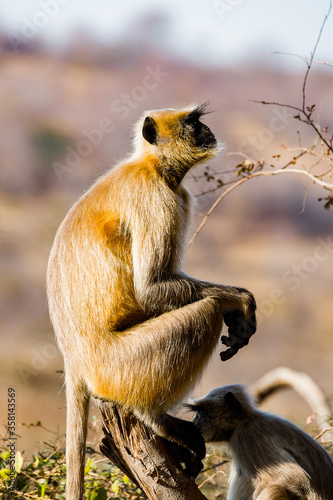 It's Monkeys on in the Reserve of Ranthambor in India