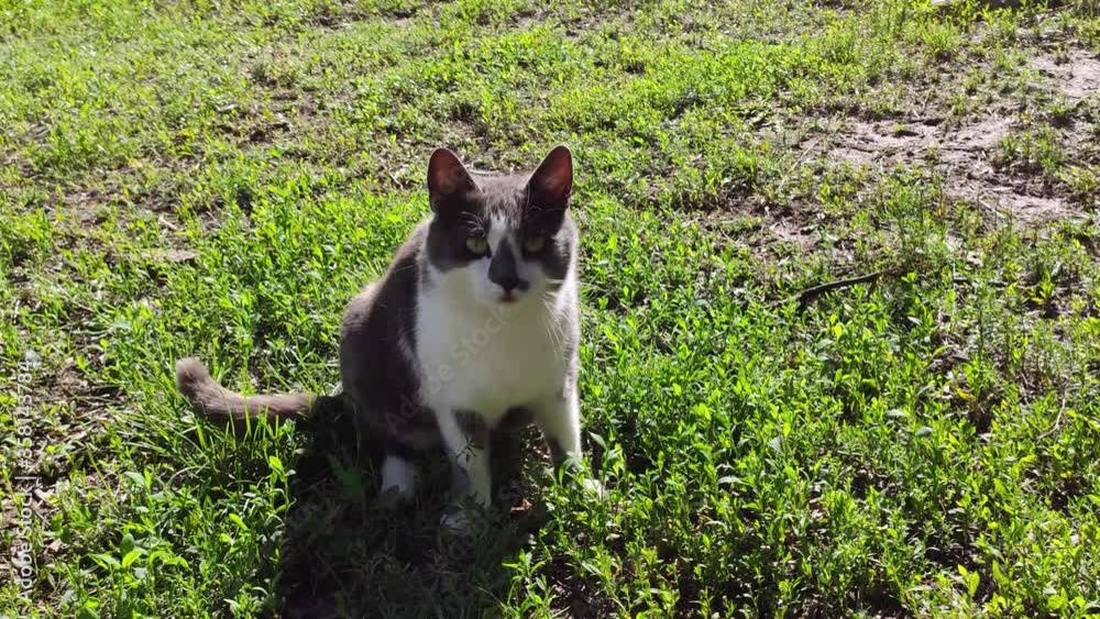 Cat with grey and white fur sits and then lays down on green vivid summer grass. Very cute meowing home domestic animal Cat with grey and white fur sits and then lays down on green vivid summer grass. Very cute meowing home domestic animal