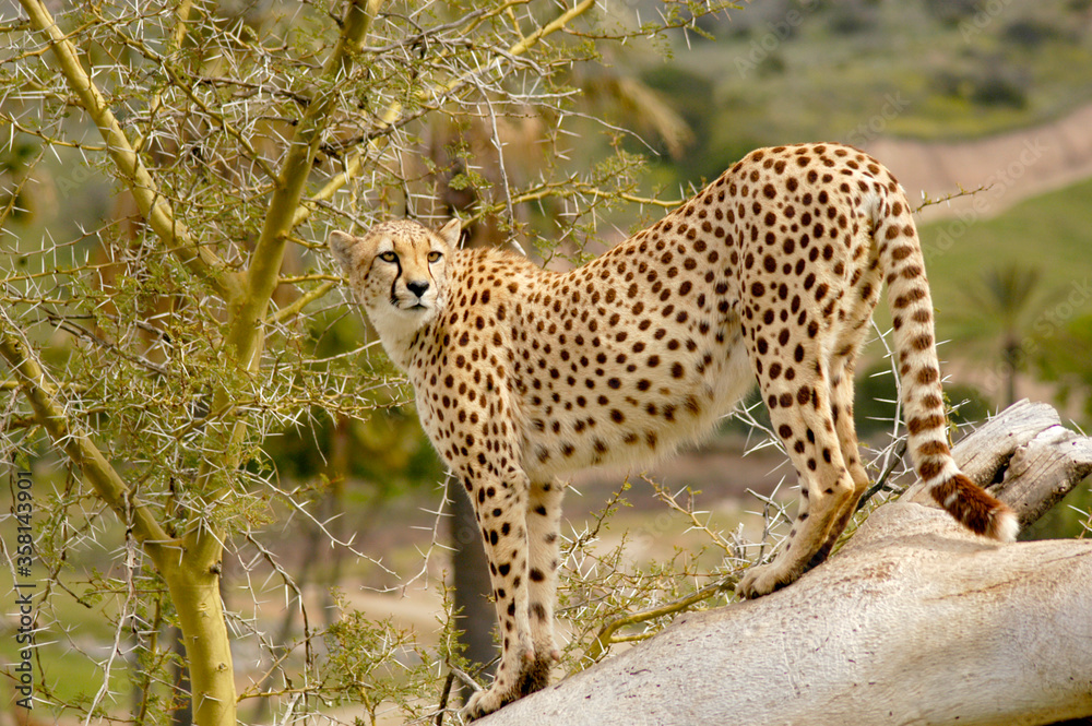 A female cheetah looks back over her territory for prey, danger, and predators. A female cheetah looks back over her territory for prey, danger, and predators.