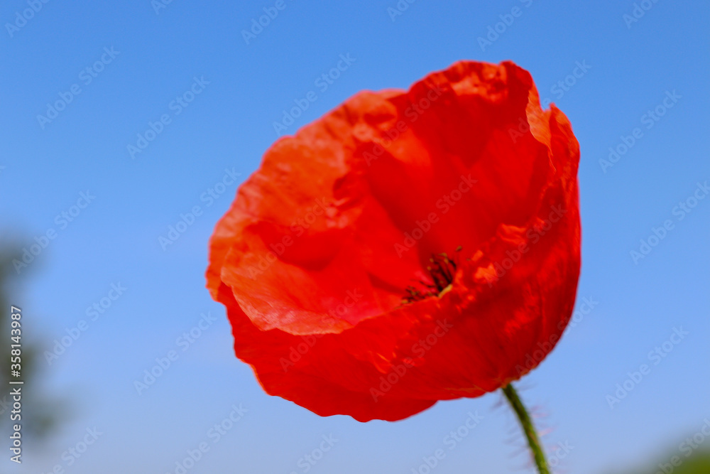 Obraz premium Poppy seed