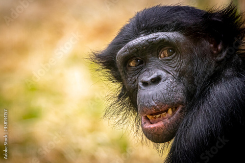 Portrain of a Bonobo monkey smiling