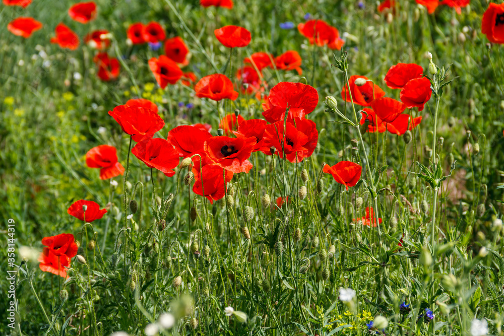 Red poppy flowers on a green meadow