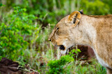 It's Close up of a lioness in Zimbabwe, Africa