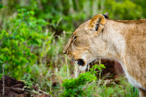 It s Close up of a lioness in Zimbabwe  Africa
