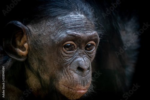 Fototapeta Naklejka Na Ścianę i Meble -  Portrait of a bonobo baby