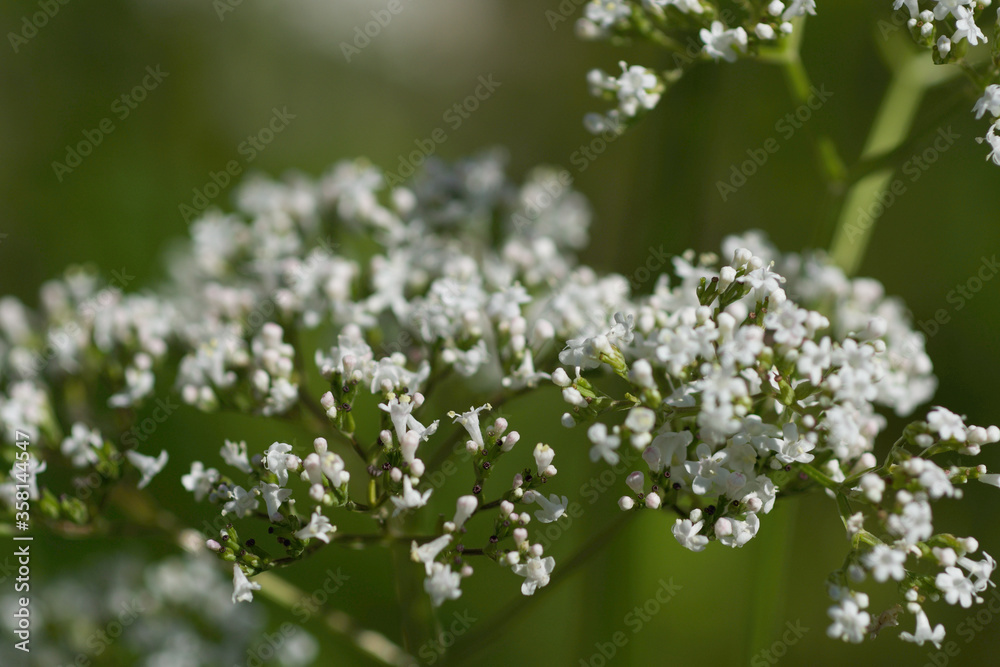 Many Little white flowers on green background Many Little white flowers on green background