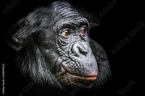 A Bonobo ape after eating a beet photo