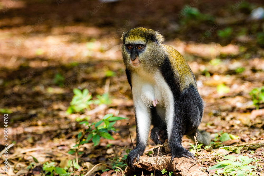 Obraz premium It's Cercopithecus mona, Ghanaian monkey sits on the ground
