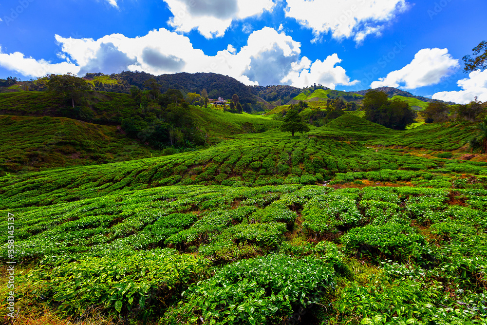 Tea plantation, Camerun Highlands, Malaysia Tea plantation, Camerun Highlands, Malaysia