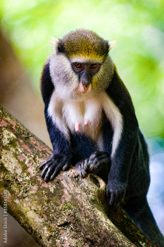 Obraz premium It's Cute Ghanaian Monkey (Cercopithecus mona) on a tree