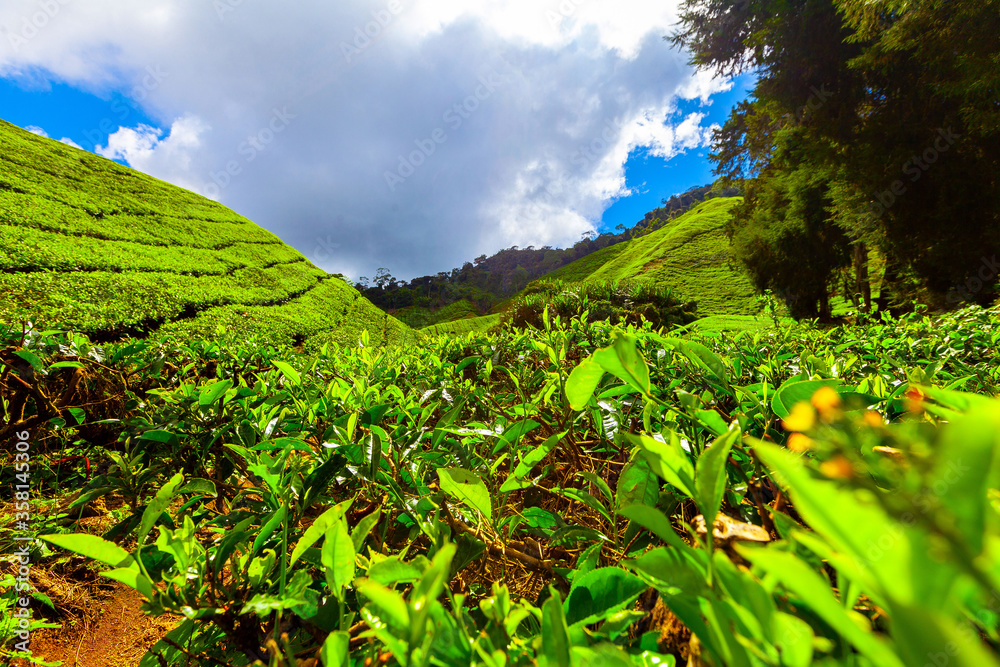 Tea plantation, Camerun Highlands, Malaysia Tea plantation, Camerun Highlands, Malaysia