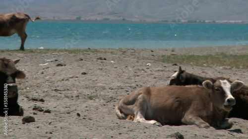 Kyrgyzstan Issyk-kul lake. Landscapes with cows.