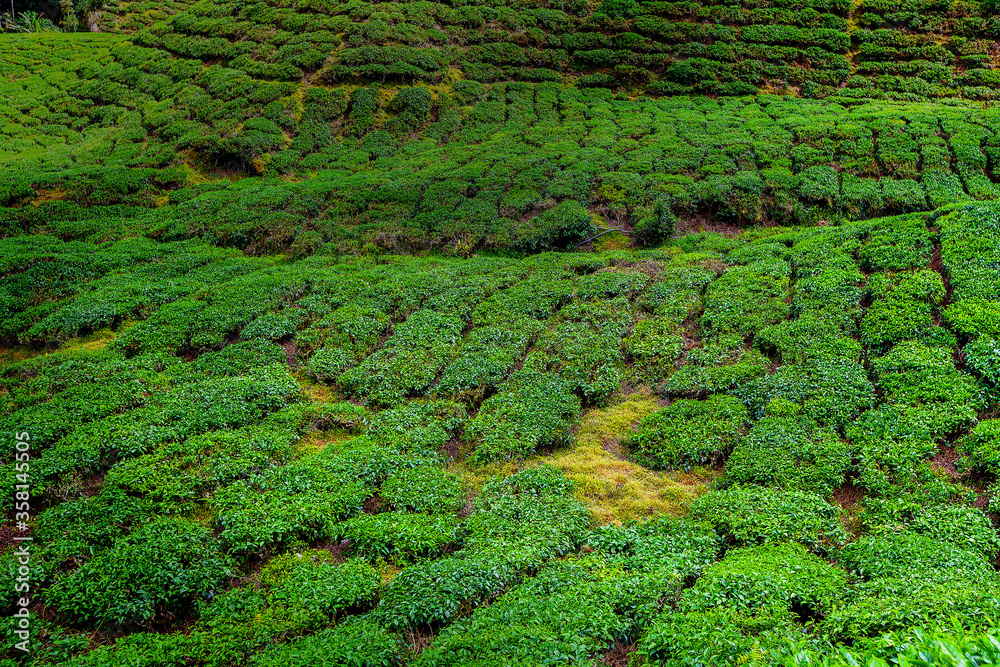 Tea plantation, Camerun Highlands, Malaysia Tea plantation, Camerun Highlands, Malaysia