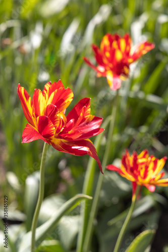 Group of Yellow and red tulips with stamens and pestle is on a blurred green background