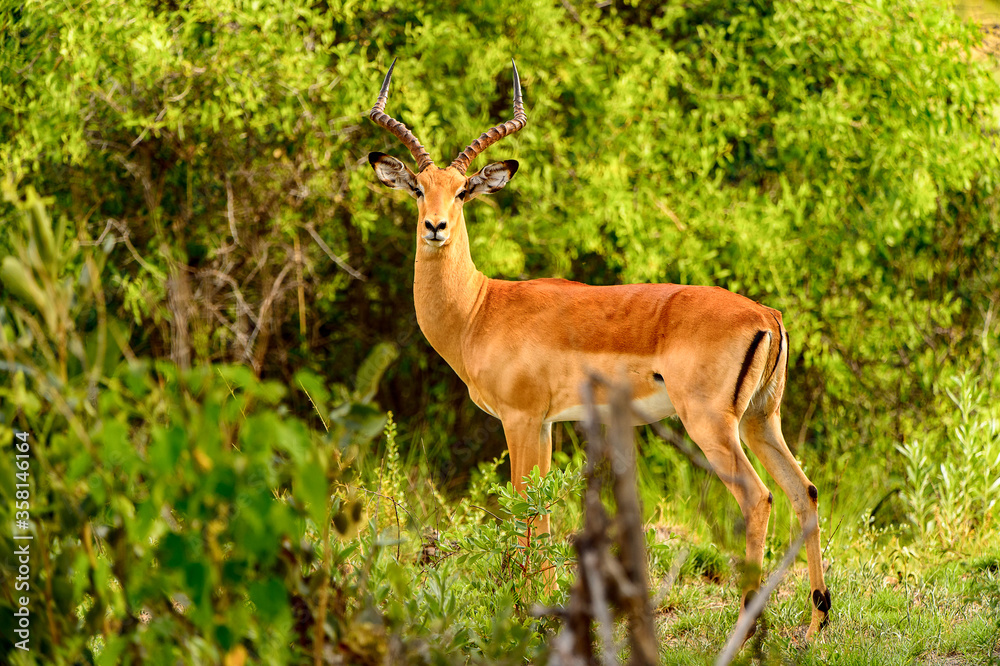 It's Antelope near the tree in the Moremi Game Reserve (Okavango River Delta), National Park, Botswana It's Antelope near the tree in the Moremi Game Reserve (Okavango River Delta), National Park, Botswana