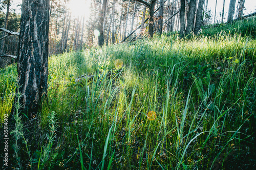 grass and fence