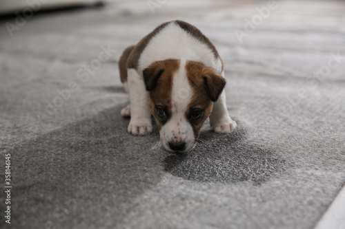 Adorable puppy near wet spot on carpet indoors © New Africa