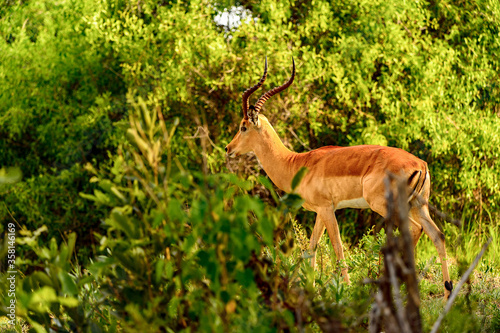It's Antelope near the tree in the Moremi Game Reserve (Okavango River Delta), National Park, Botswana © Anton Ivanov Photo