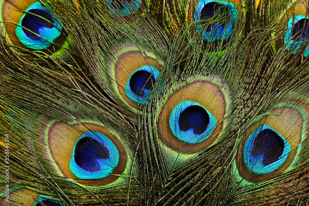 Fototapeta premium Background of beautiful peacock feathers