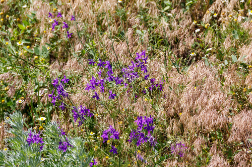 Forking larkspur  Consolida regalis  flowers on a green meadow