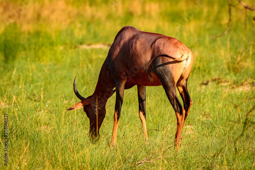 It s Antelope on the grass in the Moremi Game Reserve  Okavango River Delta   National Park  Botswana