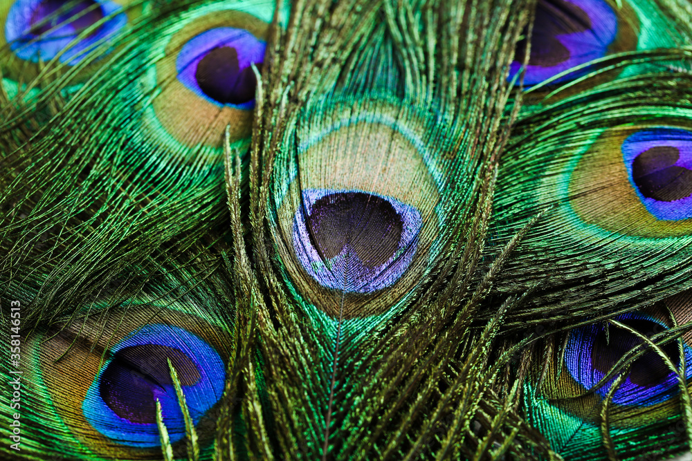 Fototapeta premium Background of beautiful peacock feathers