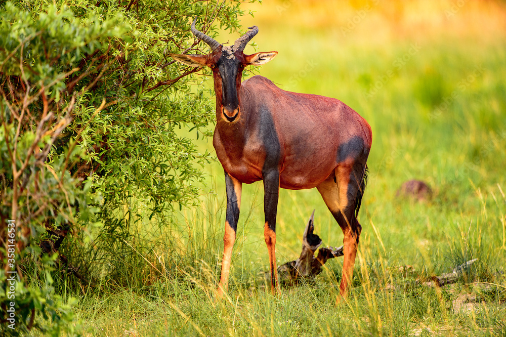 It's Antelope on the grass in the Moremi Game Reserve (Okavango River Delta), National Park, Botswana It's Antelope on the grass in the Moremi Game Reserve (Okavango River Delta), National Park, Botswana
