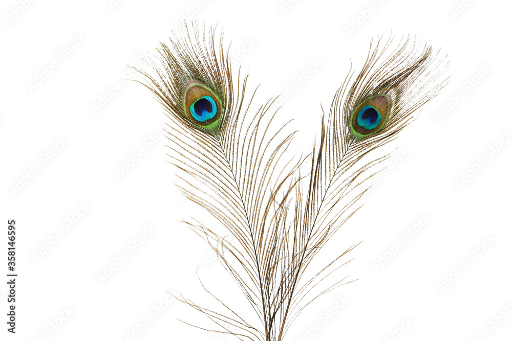 Obraz premium Peacock feathers isolated on white background