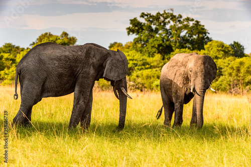 It s Couple of Elephants in the Moremi Game Reserve  Okavango River Delta   National Park  Botswana