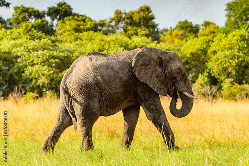 It s Elephant walks in the Moremi Game Reserve  Okavango River Delta   National Park  Botswana