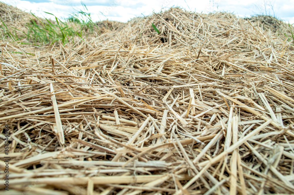 hay in the field in June