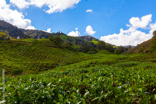 Tea plantation, Cameron Highlands, Malaysia