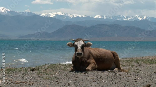 Kyrgyzstan Issyk-kul lake. Landscapes with cows.