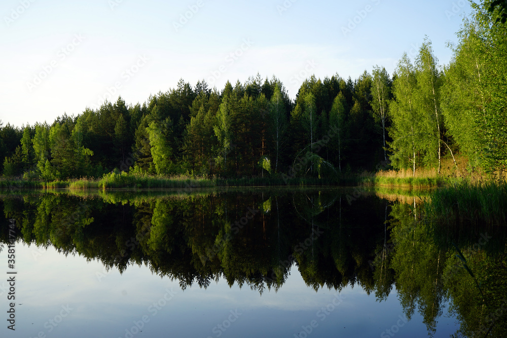 Trees on the lake