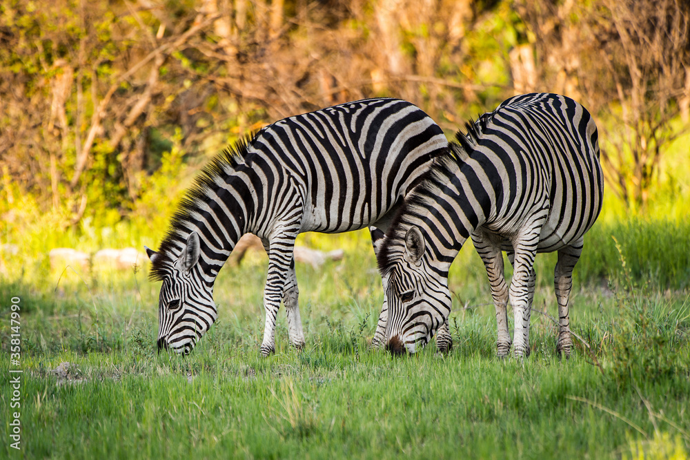 It's Zebra eating grass in the Moremi Game Reserve (Okavango River Delta), National Park, Botswana It's Zebra eating grass in the Moremi Game Reserve (Okavango River Delta), National Park, Botswana