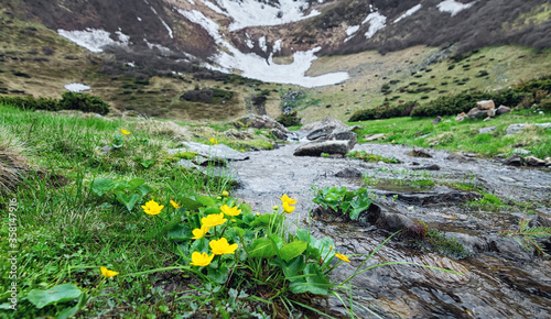 Yellow flowers in the highlands in early spring, green slopes of the Ukrainian Carpathians, still snow-capped mountains of the Svydivets massif, a mountain lake and a stream flowing from it photo