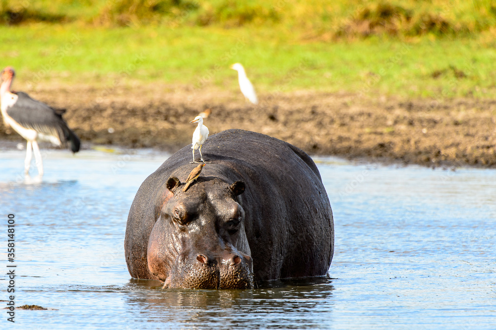 It's Hippopotamus in the lake with birds on his back, in the Moremi Game Reserve (Okavango River Delta), National Park, Botswana