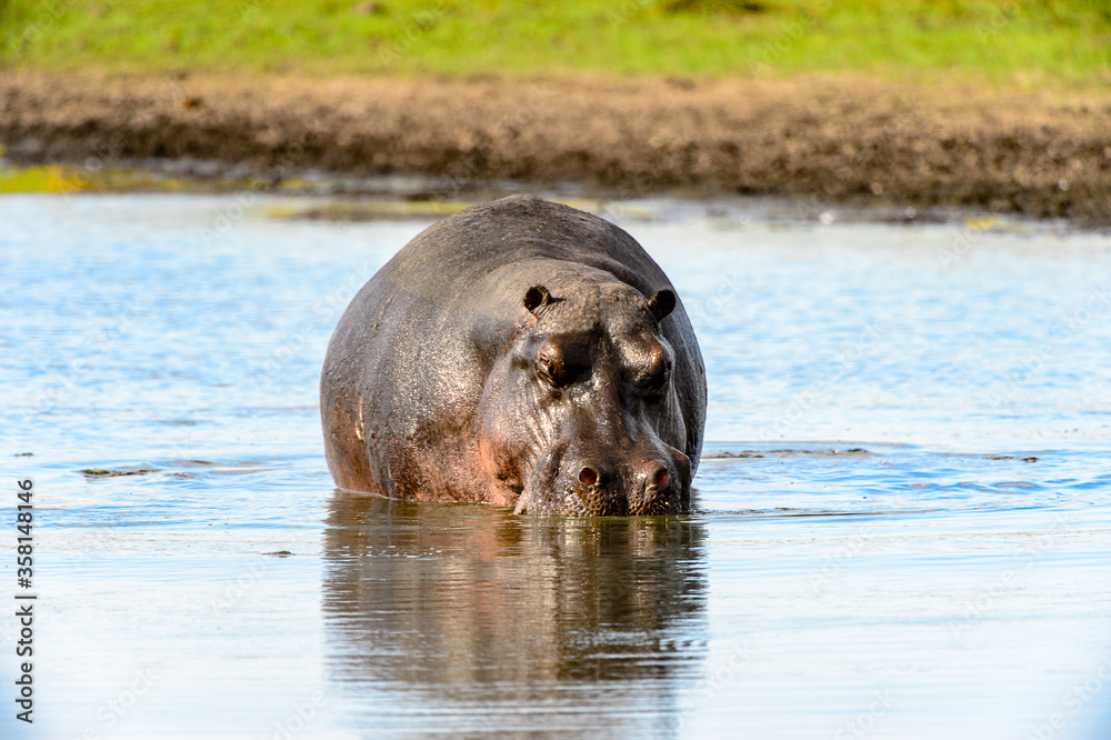 Fototapeta premium It's Hippopotamus, in the Moremi Game Reserve (Okavango River Delta), National Park, Botswana