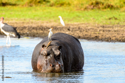 Fotografia, Obraz It's Hippopotamus in the lake with birds on his back, in the Moremi Game Reserve