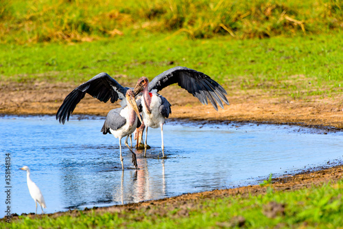Obraz na płótnie It's Marabou Stork at the Moremi Game Reserve (Okavango River Delta), National Park, Botswana w salonie
