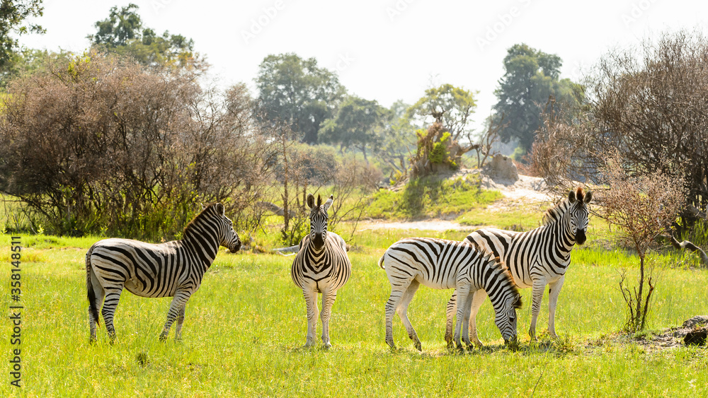 Obraz premium It's Zebra in the Moremi Game Reserve (Okavango River Delta), National Park, Botswana