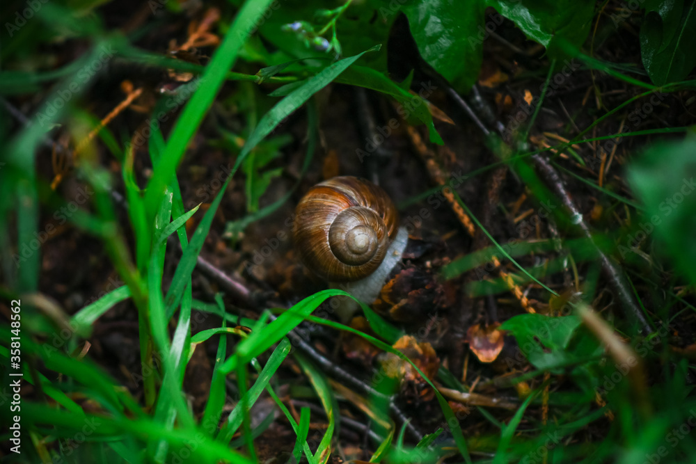 snail on a leaf snail on a leaf