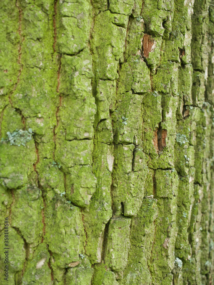 oak tree bark texture like wrinkles in the face or die falten des lebens spiegeln sich in dieser Eiche