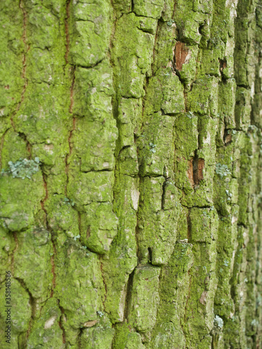oak tree bark texture like wrinkles in the face or die falten des lebens spiegeln sich in dieser Eiche
