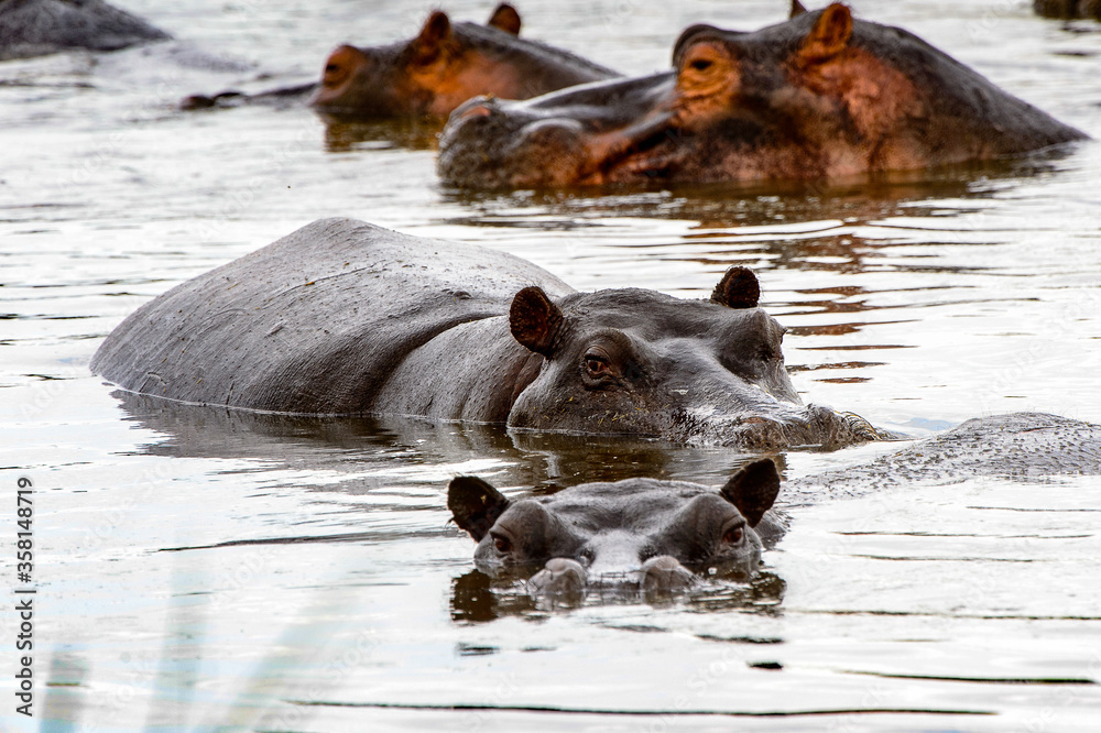 Fototapeta premium It's Scary Hippopotamus in the water, in the Moremi Game Reserve (Okavango River Delta), National Park, Botswana