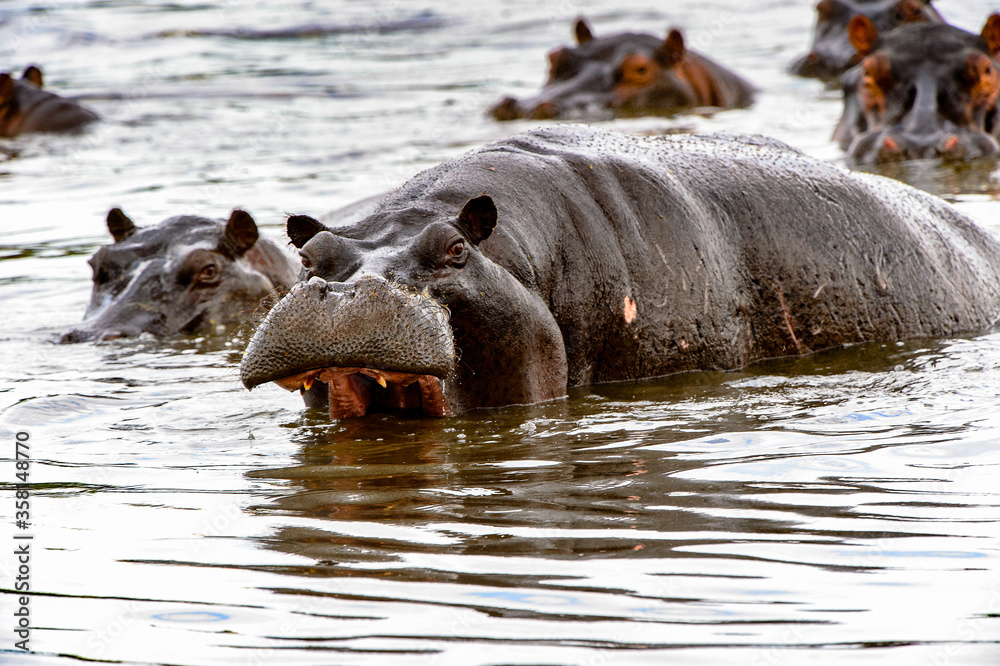 It's Scary Hippopotamus in the water, in the Moremi Game Reserve (Okavango River Delta), National Park, Botswana It's Scary Hippopotamus in the water, in the Moremi Game Reserve (Okavango River Delta), National Park, Botswana